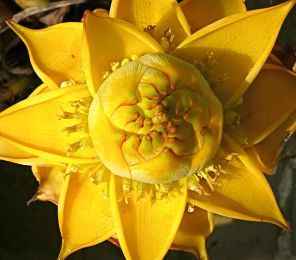 Musella lasiocarpa - Banana Lotus Dourada, Lótus dourada, Banana anã chinesa - Image 3