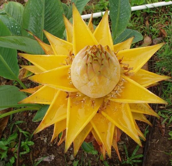 Musella lasiocarpa - Banana Lotus Dourada, Lótus dourada, Banana anã chinesa - Image 4