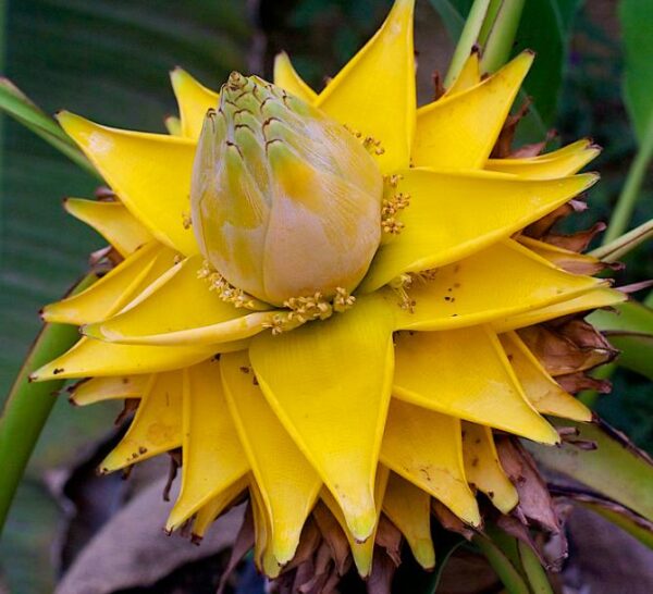 Musella lasiocarpa - Banana Lotus Dourada, Lótus dourada, Banana anã chinesa - Image 5