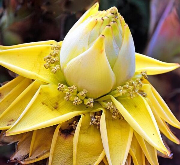 Musella lasiocarpa - Banana Lotus Dourada, Lótus dourada, Banana anã chinesa - Image 6