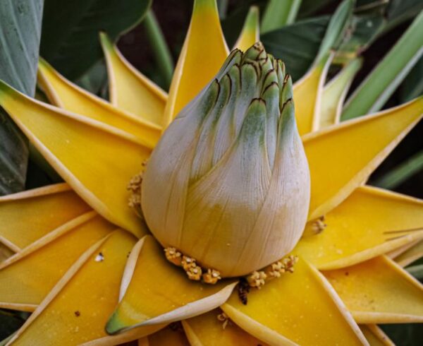 Musella lasiocarpa - Banana Lotus Dourada, Lótus dourada, Banana anã chinesa - Image 7