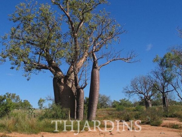 Adansonia gregorii - Baobá da Austrália, baobá de Kimberly - Image 3