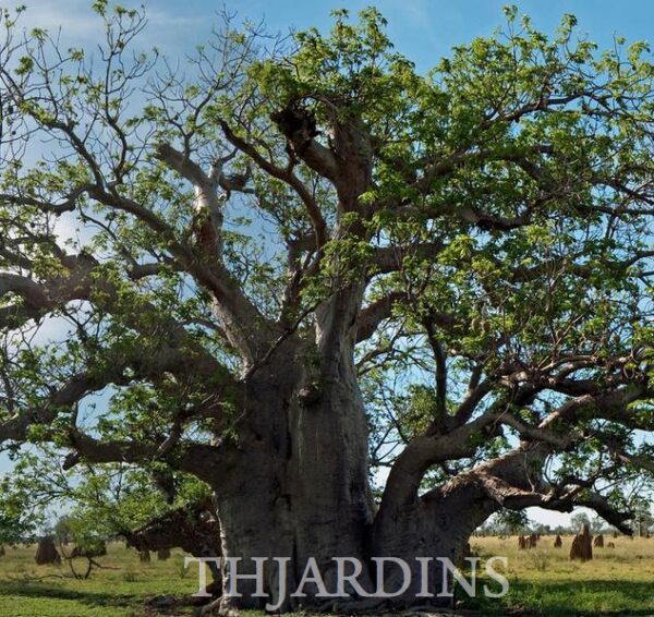 Adansonia gregorii - Baobá da Austrália, baobá de Kimberly - Image 4