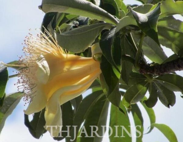 Adansonia gregorii - Baobá da Austrália, baobá de Kimberly - Image 7