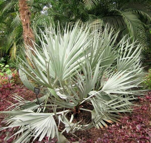 Nannorrhops ritchiana - Palmeira Azul, Palmeira Prata, Mazari Palm - Image 3