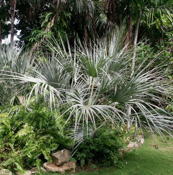 Nannorrhops ritchiana - Palmeira Azul, Palmeira Prata, Mazari Palm - Image 6