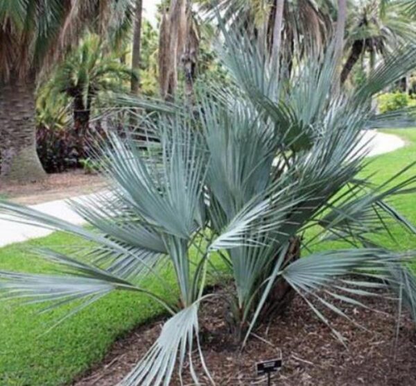 Nannorrhops ritchiana - Palmeira Azul, Palmeira Prata, Mazari Palm - Image 7