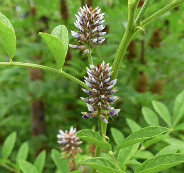 Glycyrrhiza glabra - Alcaçuz, Liquorice, Licorice, Raiz doce, Regaliz - Image 2