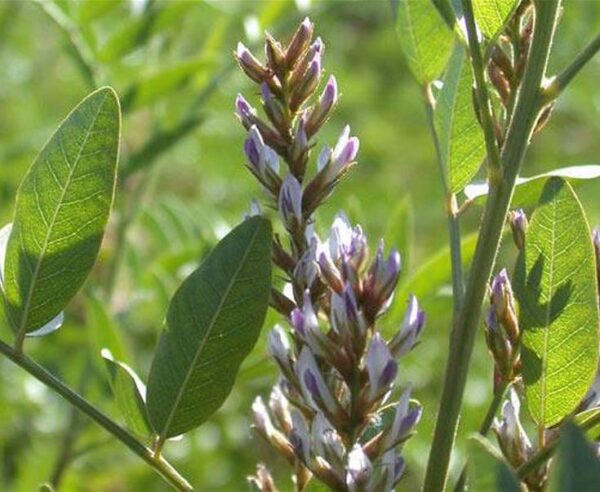 Glycyrrhiza glabra - Alcaçuz, Liquorice, Licorice, Raiz doce, Regaliz - Image 3
