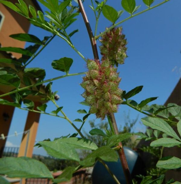 Glycyrrhiza glabra - Alcaçuz, Liquorice, Licorice, Raiz doce, Regaliz - Image 5
