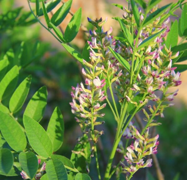 Glycyrrhiza glabra - Alcaçuz, Liquorice, Licorice, Raiz doce, Regaliz - Image 6