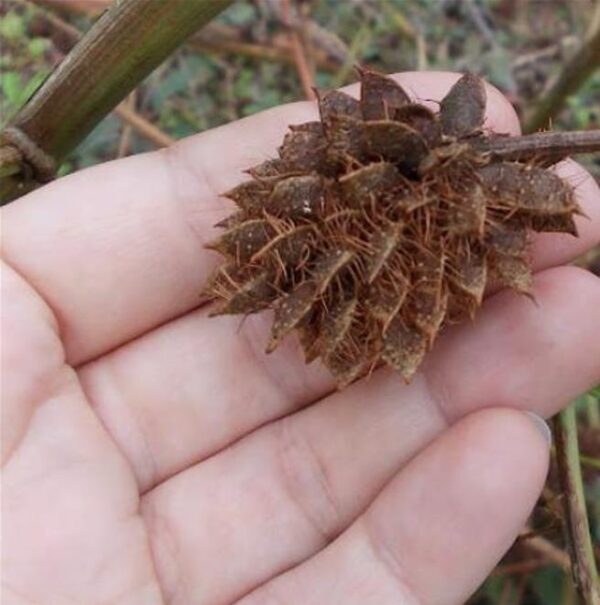 Glycyrrhiza glabra - Alcaçuz, Liquorice, Licorice, Raiz doce, Regaliz - Image 7