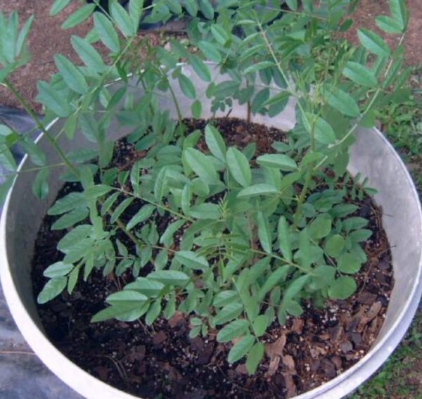 Glycyrrhiza glabra - Alcaçuz, Liquorice, Licorice, Raiz doce, Regaliz - Image 9