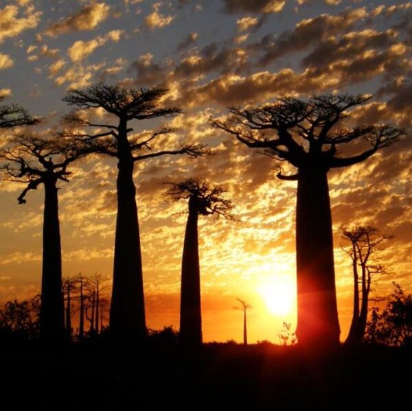 Adansonia grandidieri - Baobá Grandidieri, Baobá de Madagascar, Baobá de Morondava - Image 2