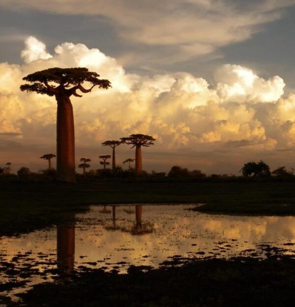 Adansonia grandidieri - Baobá Grandidieri, Baobá de Madagascar, Baobá de Morondava - Image 3
