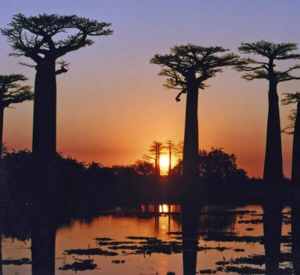 Adansonia grandidieri - Baobá Grandidieri, Baobá de Madagascar, Baobá de Morondava - Image 4