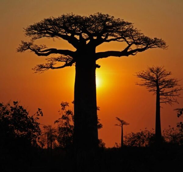 Adansonia grandidieri - Baobá Grandidieri, Baobá de Madagascar, Baobá de Morondava - Image 5
