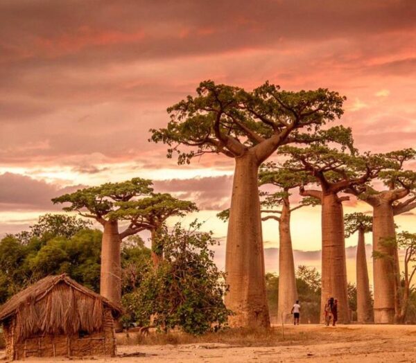 Adansonia grandidieri - Baobá Grandidieri, Baobá de Madagascar, Baobá de Morondava - Image 6