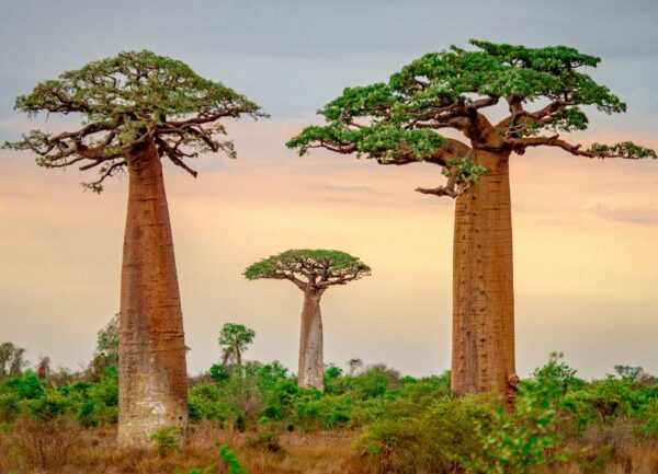 Adansonia grandidieri - Baobá Grandidieri, Baobá de Madagascar, Baobá de Morondava - Image 7