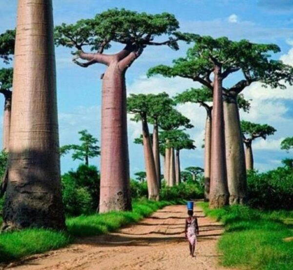 Adansonia grandidieri - Baobá Grandidieri, Baobá de Madagascar, Baobá de Morondava - Image 8