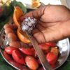 Aframomum alboviolaceum - Ginguenga, Jinguenga, Grãos do Paraiso, Fruto do Céu, Tondolo