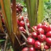 Aframomum alboviolaceum - Ginguenga, Jinguenga, Grãos do Paraiso, Fruto do Céu, Tondolo - Image 2