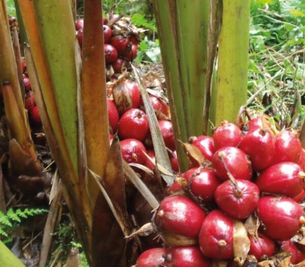 Aframomum alboviolaceum - Ginguenga, Jinguenga, Grãos do Paraiso, Fruto do Céu, Tondolo - Image 2