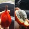 Aframomum alboviolaceum - Ginguenga, Jinguenga, Grãos do Paraiso, Fruto do Céu, Tondolo - Image 4