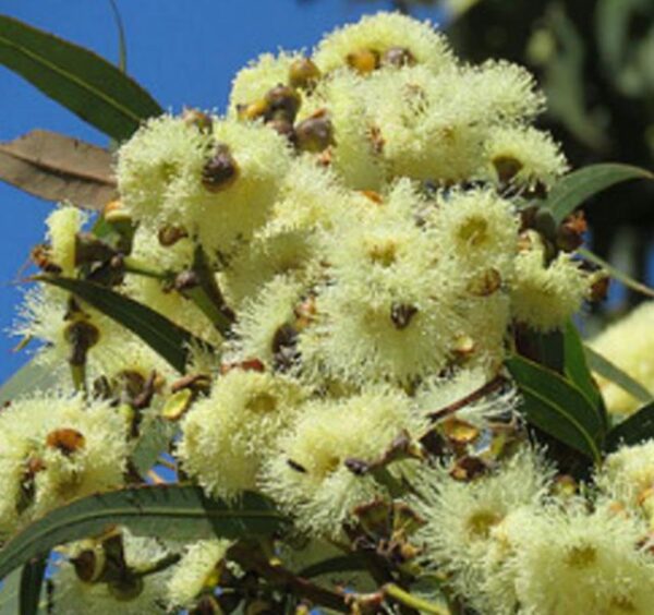 Corymbia Eximia Nana - Eucalipto Goma Dourada, Dwarf Golden Gum, Dwarf Yellow Bloodwood - Image 3