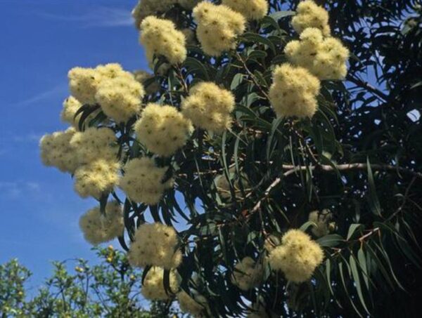 Corymbia Eximia Nana - Eucalipto Goma Dourada, Dwarf Golden Gum, Dwarf Yellow Bloodwood - Image 4