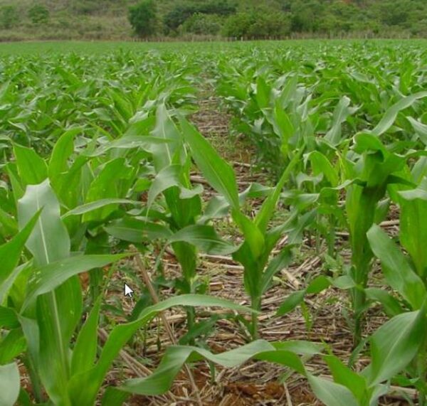 Zea mays Hoppi Turquoise (C.O.) - Milho Azul Hopi - Image 2