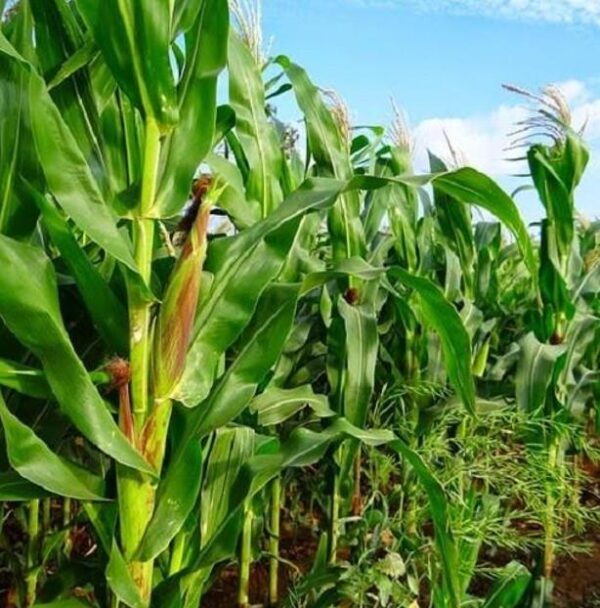 Zea mays Hoppi Turquoise (C.O.) - Milho Azul Hopi - Image 3