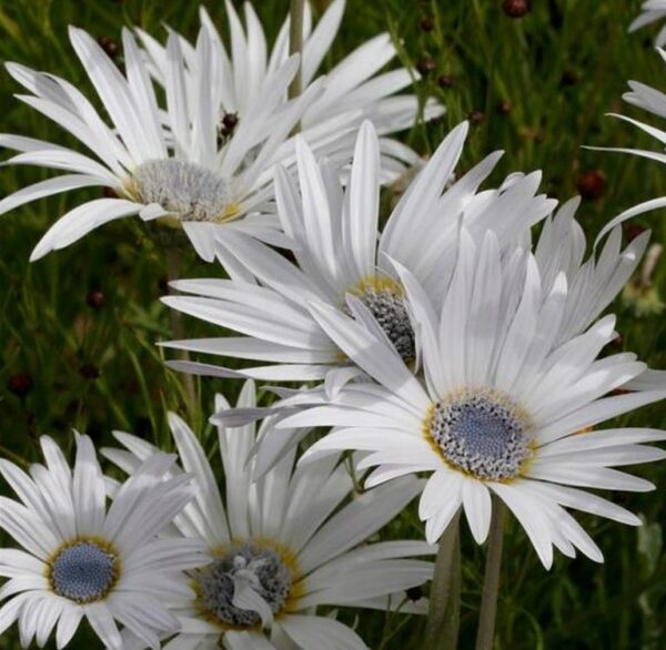 Arctotis grandis - Margarida Africana de Olhos Azuis, Blue Eyed Daisy, Margarida Africana Grandis - Image 2