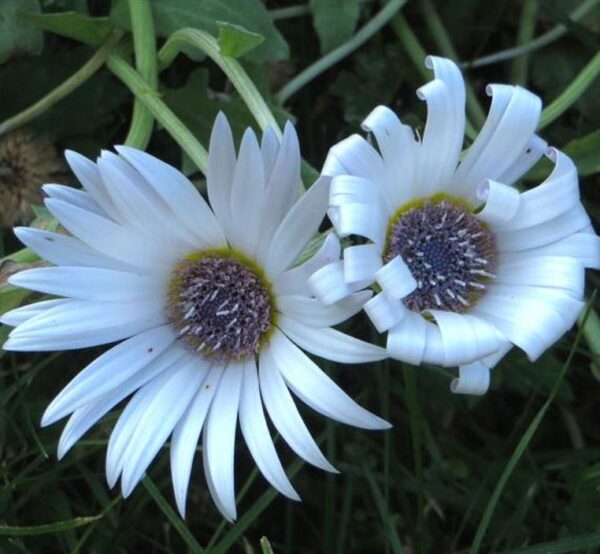 Arctotis grandis - Margarida Africana de Olhos Azuis, Blue Eyed Daisy, Margarida Africana Grandis - Image 4