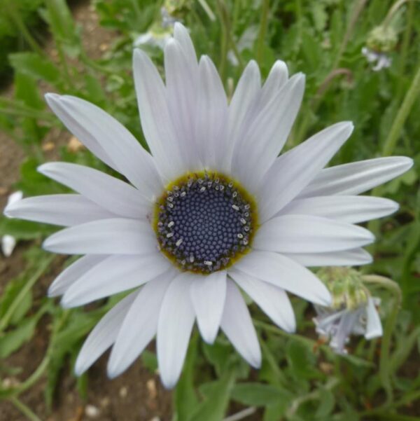 Arctotis grandis - Margarida Africana de Olhos Azuis, Blue Eyed Daisy, Margarida Africana Grandis - Image 6