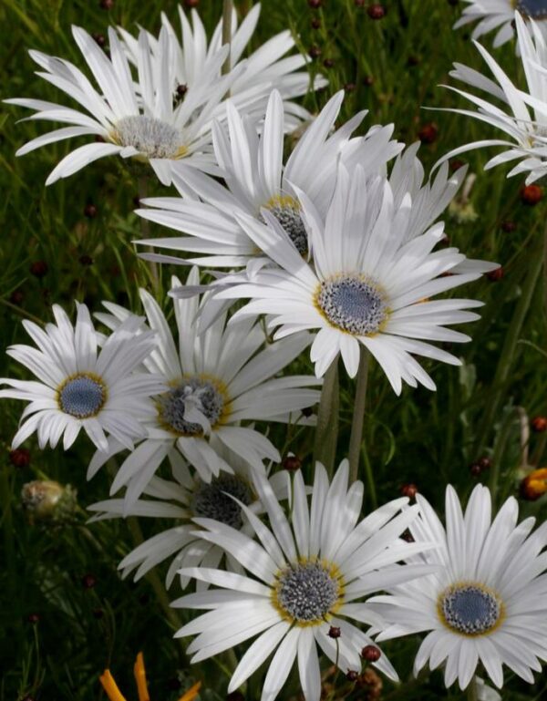 Arctotis grandis - Margarida Africana de Olhos Azuis, Blue Eyed Daisy, Margarida Africana Grandis - Image 7