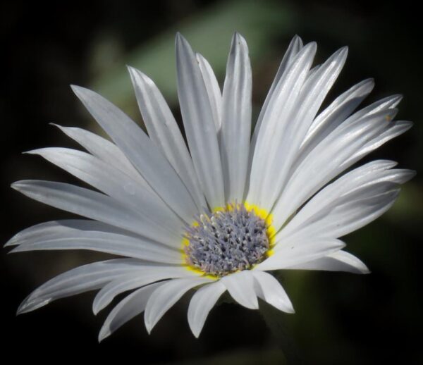 Arctotis grandis - Margarida Africana de Olhos Azuis, Blue Eyed Daisy, Margarida Africana Grandis - Image 8