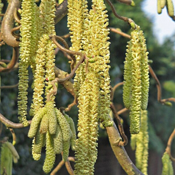 Corylus avellana - Avelã, Avelãs Giresum, Hazelnut - Image 2