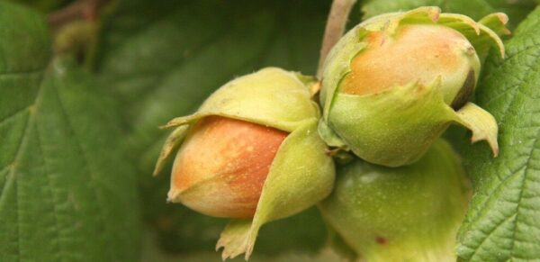 Corylus avellana - Avelã, Avelãs Giresum, Hazelnut - Image 3
