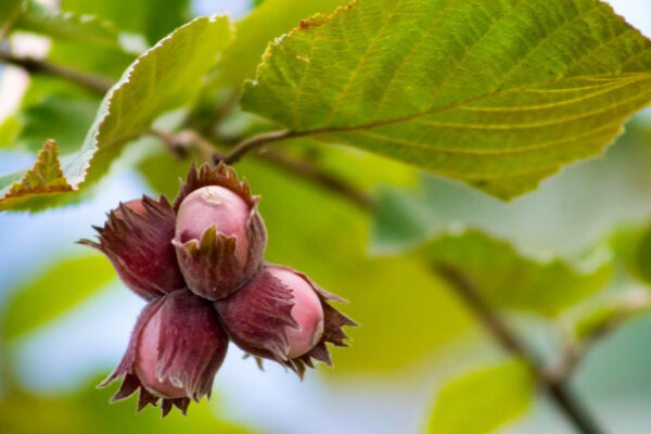 Corylus avellana - Avelã, Avelãs Giresum, Hazelnut - Image 4