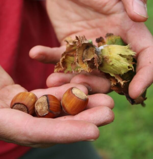 Corylus avellana - Avelã, Avelãs Giresum, Hazelnut - Image 7