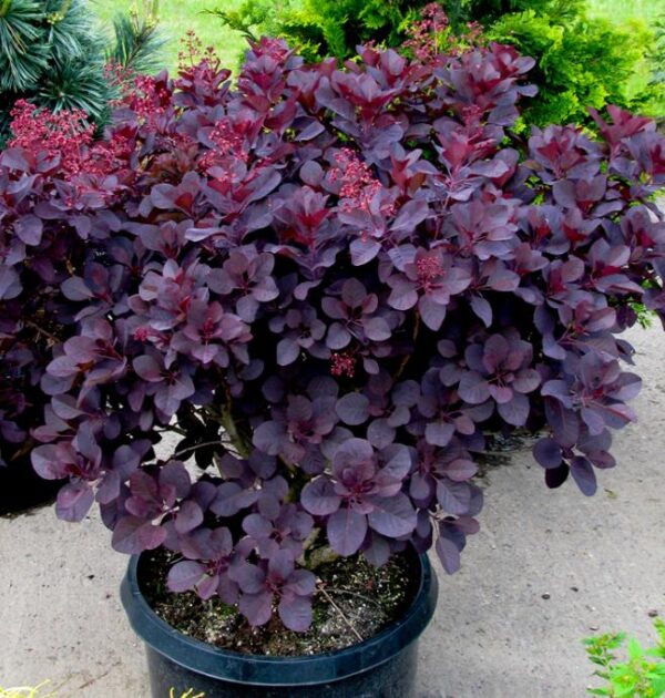 Cotinus coggygria Atropurpurea - Árvore Fumaça Atrorpurpurea, Black Smoke Tree, Purple Smoketree - Image 2