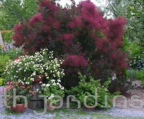Cotinus coggygria Atropurpurea - Árvore Fumaça Atrorpurpurea, Black Smoke Tree, Purple Smoketree - Image 3