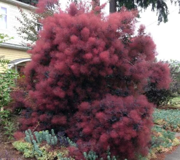 Cotinus coggygria Atropurpurea - Árvore Fumaça Atrorpurpurea, Black Smoke Tree, Purple Smoketree - Image 4