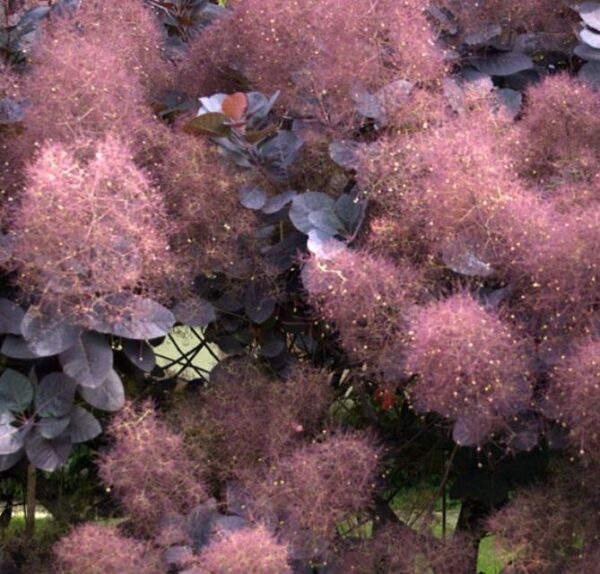 Cotinus coggygria Atropurpurea - Árvore Fumaça Atrorpurpurea, Black Smoke Tree, Purple Smoketree - Image 5