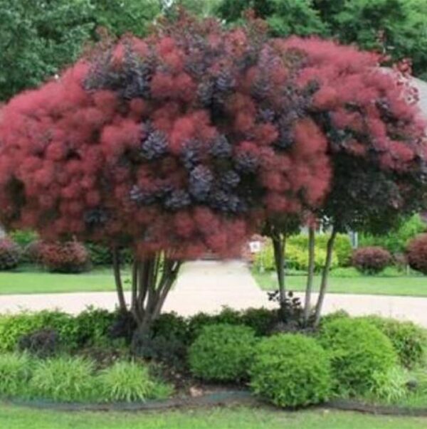 Cotinus coggygria Atropurpurea - Árvore Fumaça Atrorpurpurea, Black Smoke Tree, Purple Smoketree - Image 6