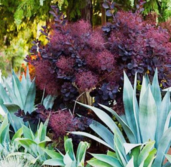 Cotinus coggygria Atropurpurea - Árvore Fumaça Atrorpurpurea, Black Smoke Tree, Purple Smoketree - Image 7