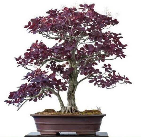 Cotinus coggygria Atropurpurea - Árvore Fumaça Atrorpurpurea, Black Smoke Tree, Purple Smoketree - Image 8