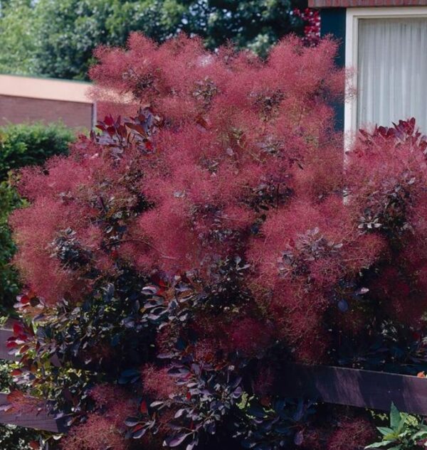 Cotinus coggygria Atropurpurea - Árvore Fumaça Atrorpurpurea, Black Smoke Tree, Purple Smoketree - Image 9