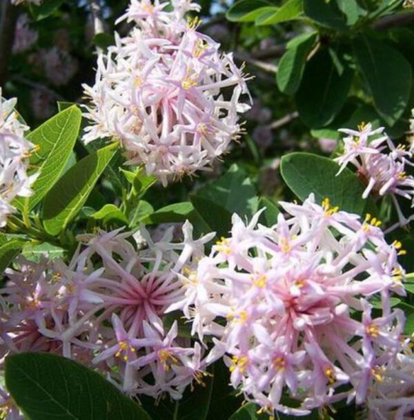 Dais cotinifolia - Árvore Pompom, Pompom-Boom